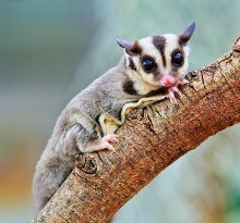 sugarglider-closeup (1)